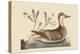 Bahama or Hathera Duck-Mark Catesby-Stretched Canvas