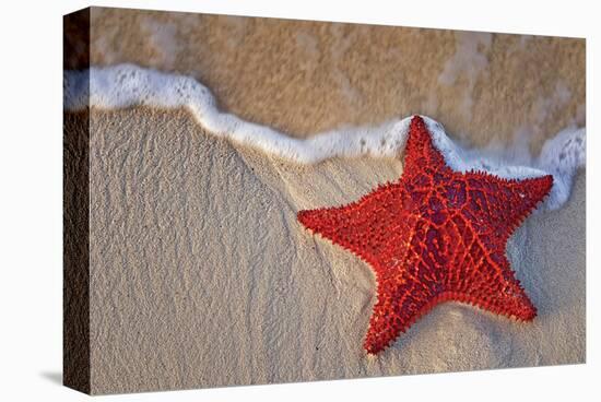 Bahama Starfish on the Beach-null-Stretched Canvas