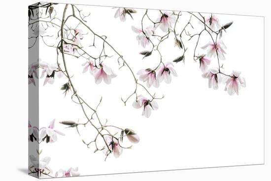 Bainbridge Magnolias I-Kathy Mahan-Stretched Canvas