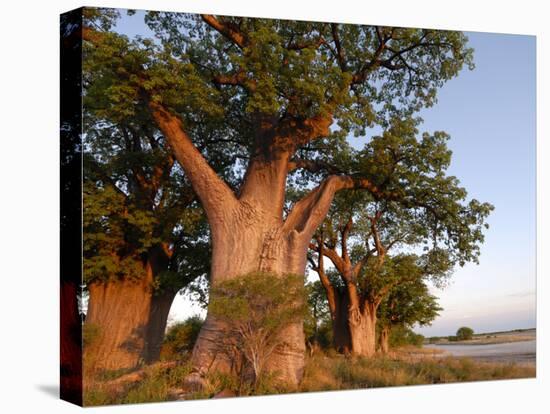 Baines Baobabs, Nxai Pan, Botswana, Africa-Peter Groenendijk-Premier Image Canvas