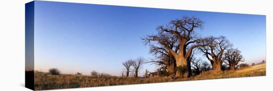 Baines Boabab Trees, Kalahari Desert, Nxai Pan National Park, Botswana-Paul Souders-Premier Image Canvas