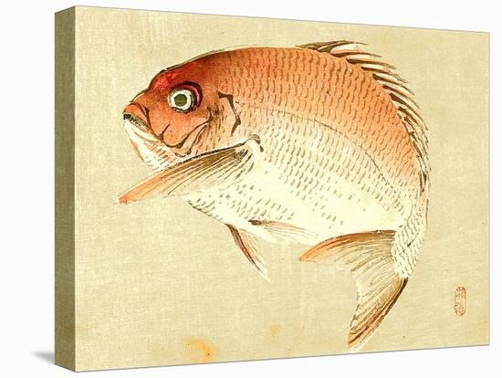 Bairei Gadan - Red Snapper-Bairei Kono-Premier Image Canvas