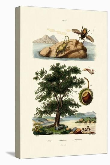 Bait Bug, 1833-39-null-Premier Image Canvas