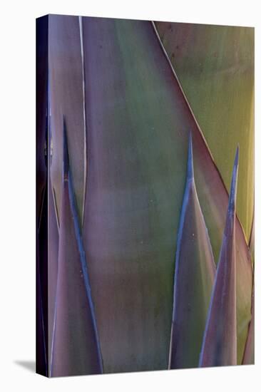 Baja California, Mexico. Agave detail.-Judith Zimmerman-Premier Image Canvas