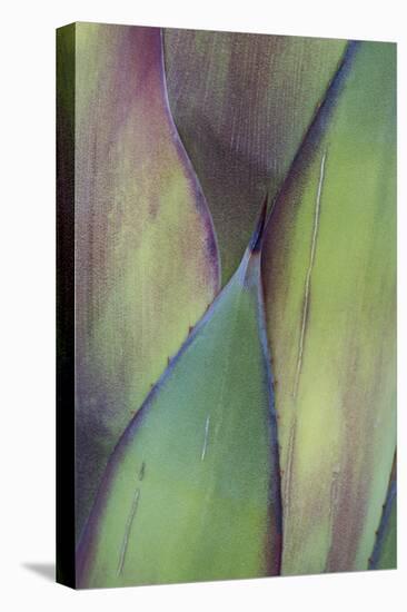 Baja California, Mexico. Colorful Agave detail-Judith Zimmerman-Premier Image Canvas