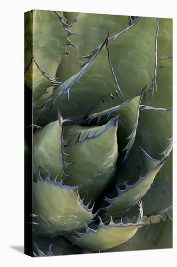 Baja California, Mexico. Green Agave leaves, detail.-Judith Zimmerman-Premier Image Canvas