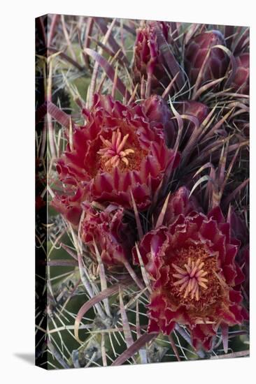 Baja California, Mexico. Red-Spined Barrel Cactusflowering-Judith Zimmerman-Premier Image Canvas