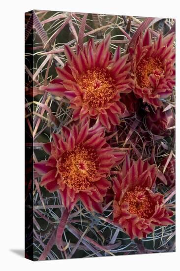 Baja California, Mexico. Red-Spined Barrel Cactusflowering-Judith Zimmerman-Premier Image Canvas