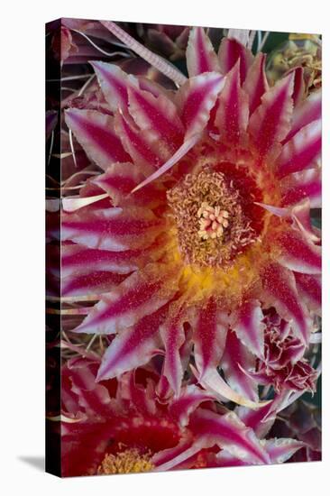 Baja California, Mexico. Red-Spined Barrel Cactusflowering-Judith Zimmerman-Premier Image Canvas