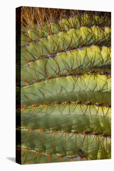 Baja, Gulf of California, Mexico. Detail of Barrel cactus.-Janet Muir-Premier Image Canvas