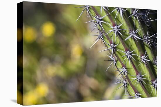 Baja, Isla Santa Catalina, Gulf of California, Mexico. Close-up of Cardon cactus.-Janet Muir-Premier Image Canvas