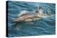 Baja, Sea of Cortez, Gulf of California, Mexico. A Long-beaked common dolphin surfaces.-Janet Muir-Premier Image Canvas