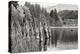 Baker Lake Pilings-Dana Styber-Premier Image Canvas