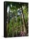 Balata Gardens, Martinique, West Indies, Caribbean, Central America-Thouvenin Guy-Premier Image Canvas