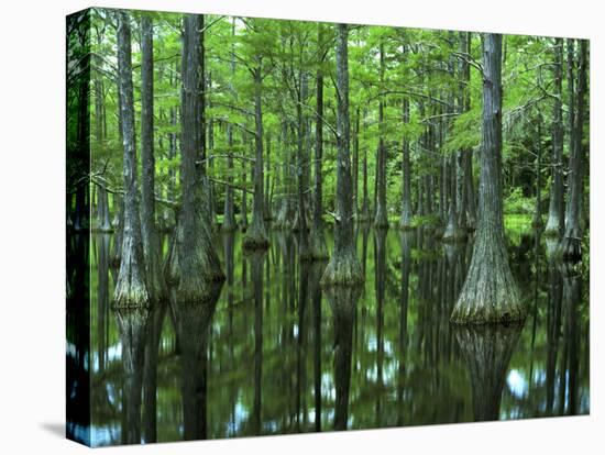 Bald Cypress, Apalachicola National Forest, Florida, USA-Charles Gurche-Premier Image Canvas