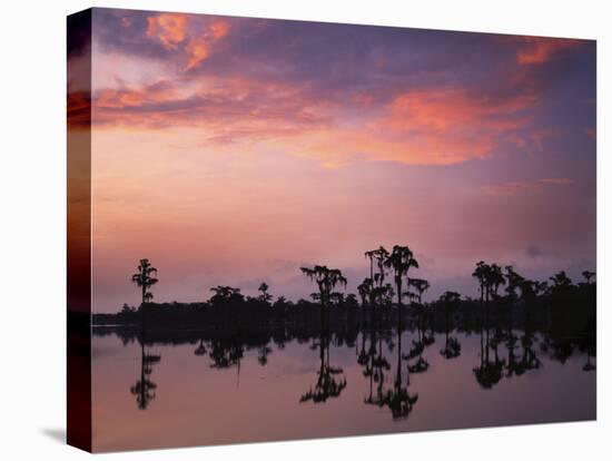 Bald Cypress at Dawn, Banks Lake National Wildlife Refuge, Georgia, USA-Charles Gurche-Premier Image Canvas