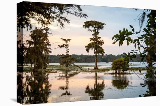 Bald Cypress at Sunset, Atchafalaya Basin, Louisiana, USA-Alison Jones-Premier Image Canvas