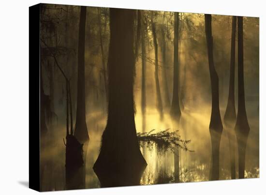Bald Cypress grove in freshwater swamp at dawn, Lake Fausse Pointe, Louisiana-Tim Fitzharris-Stretched Canvas
