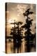 Bald Cypress in Water, Lake Martin, Atchafalaya Basin, Louisiana, USA-Alison Jones-Premier Image Canvas