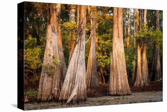 Bald Cypress in Water, Pierce Lake, Atchafalaya Basin, Louisiana, USA-Alison Jones-Premier Image Canvas