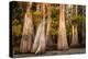 Bald Cypress in Water, Pierce Lake, Atchafalaya Basin, Louisiana, USA-Alison Jones-Premier Image Canvas