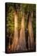 Bald Cypress in Water, Pierce Lake, Atchafalaya Basin, Louisiana, USA-Alison Jones-Premier Image Canvas