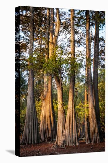 Bald Cypress in Water, Pierce Lake, Atchafalaya Basin, Louisiana, USA-Alison Jones-Premier Image Canvas