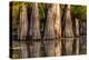 Bald Cypress in Water, Pierce Lake, Atchafalaya Basin, Louisiana, USA-Alison Jones-Premier Image Canvas