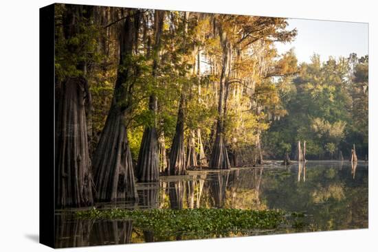 Bald Cypress in Water, Pierce Lake, Atchafalaya Basin, Louisiana, USA-Alison Jones-Premier Image Canvas