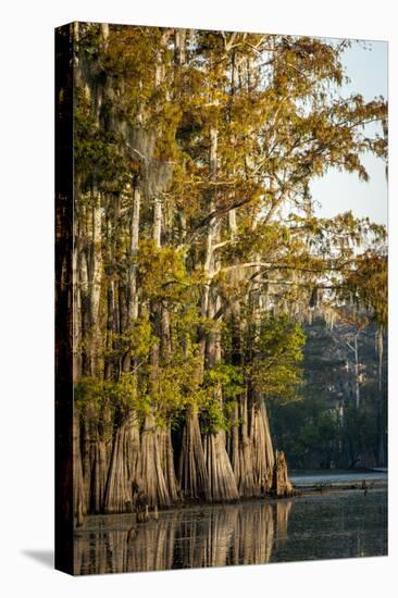 Bald Cypress in Water, Pierce Lake, Atchafalaya Basin, Louisiana, USA-Alison Jones-Premier Image Canvas