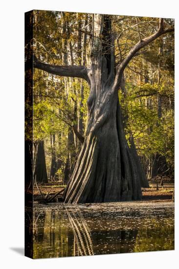 Bald Cypress in Water, Pierce Lake, Atchafalaya Basin, Louisiana, USA-Alison Jones-Premier Image Canvas