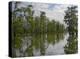 Bald Cypress swamp, Cypress Island, Lake Martin, Louisiana-Tim Fitzharris-Stretched Canvas