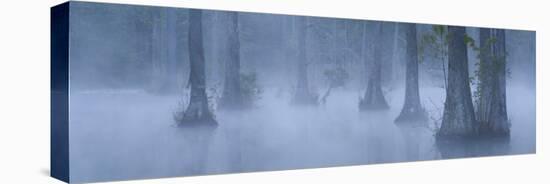 Bald Cypress Swamp in Fog, Cypress Gardens, Moncks Corner, South Carolina, USA-Corey Hilz-Premier Image Canvas