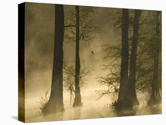 Bald Cypress Swamp in Fog, Cypress Gardens, Moncks Corner, South Carolina, USA-Corey Hilz-Premier Image Canvas