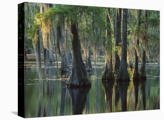 Bald Cypress swamp, Sam Houston Jones State Park, Louisiana-Tim Fitzharris-Stretched Canvas