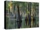 Bald Cypress swamp, Sam Houston Jones State Park, Louisiana-Tim Fitzharris-Stretched Canvas
