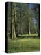 Bald Cypress Trees, Reelfoot National Wildlife Refuge, Tennessee, USA-Adam Jones-Premier Image Canvas