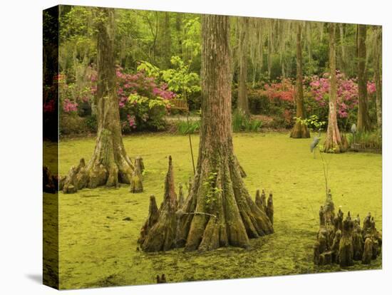 Bald Cypress Trees surrounded by Duckweed, Magnolia Plantation, Charleston, South Carolina, USA-Corey Hilz-Premier Image Canvas