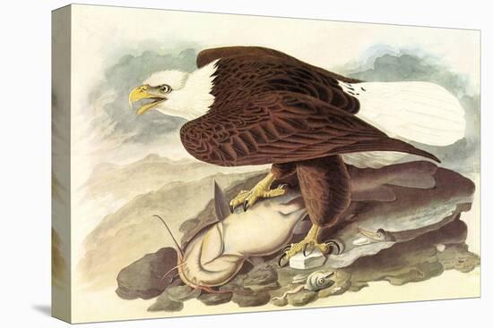 Bald Eagle 2-John James Audubon-Stretched Canvas