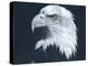 Bald Eagle 3-Gordon Semmens-Premier Image Canvas
