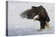 Bald Eagle Alighting-Ken Archer-Premier Image Canvas