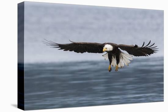 Bald Eagle Alighting-Ken Archer-Premier Image Canvas