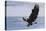 Bald Eagle Attacking-Ken Archer-Premier Image Canvas