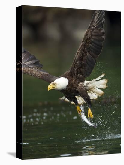 Bald Eagle, British Columbia, Canada-Paul Souders-Premier Image Canvas