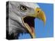 Bald Eagle Calling-W. Perry Conway-Premier Image Canvas