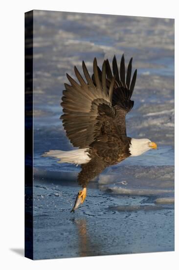 Bald Eagle Catchs a Fish in it's Talons-Hal Beral-Premier Image Canvas