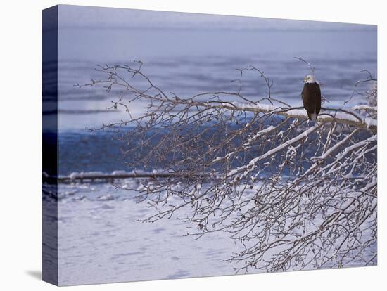 Bald Eagle, Chilkat Bald Eagle Preserve, Valley Of The Eagles, Haines, Alaska, USA-Dee Ann Pederson-Premier Image Canvas