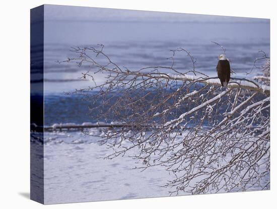 Bald Eagle, Chilkat Bald Eagle Preserve, Valley Of The Eagles, Haines, Alaska, USA-Dee Ann Pederson-Premier Image Canvas