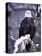 Bald Eagle, Chilkat River, AK-Elizabeth DeLaney-Premier Image Canvas