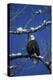 Bald Eagle, Chilkat River, Haines, Alaska, USA-Gerry Reynolds-Premier Image Canvas